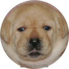 男の子(ブルー母犬ベローナ)